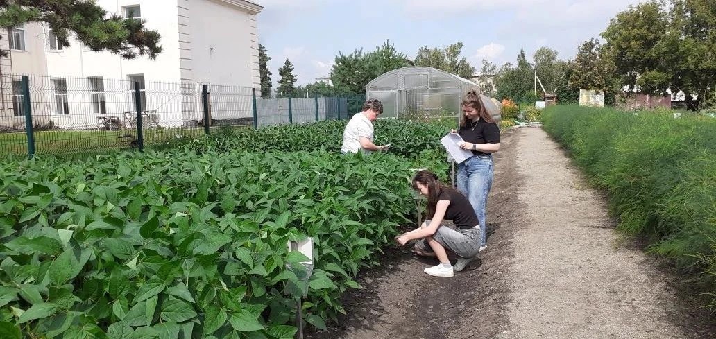 Соя-акселерат! На пришкольном участке в Ивановке эксперимент дал небывалый результат – некоторые сорта сои выросли на 20 см выше стандарта, а сорт Топаз выдал рекорд – 69 бобов на одном растении.