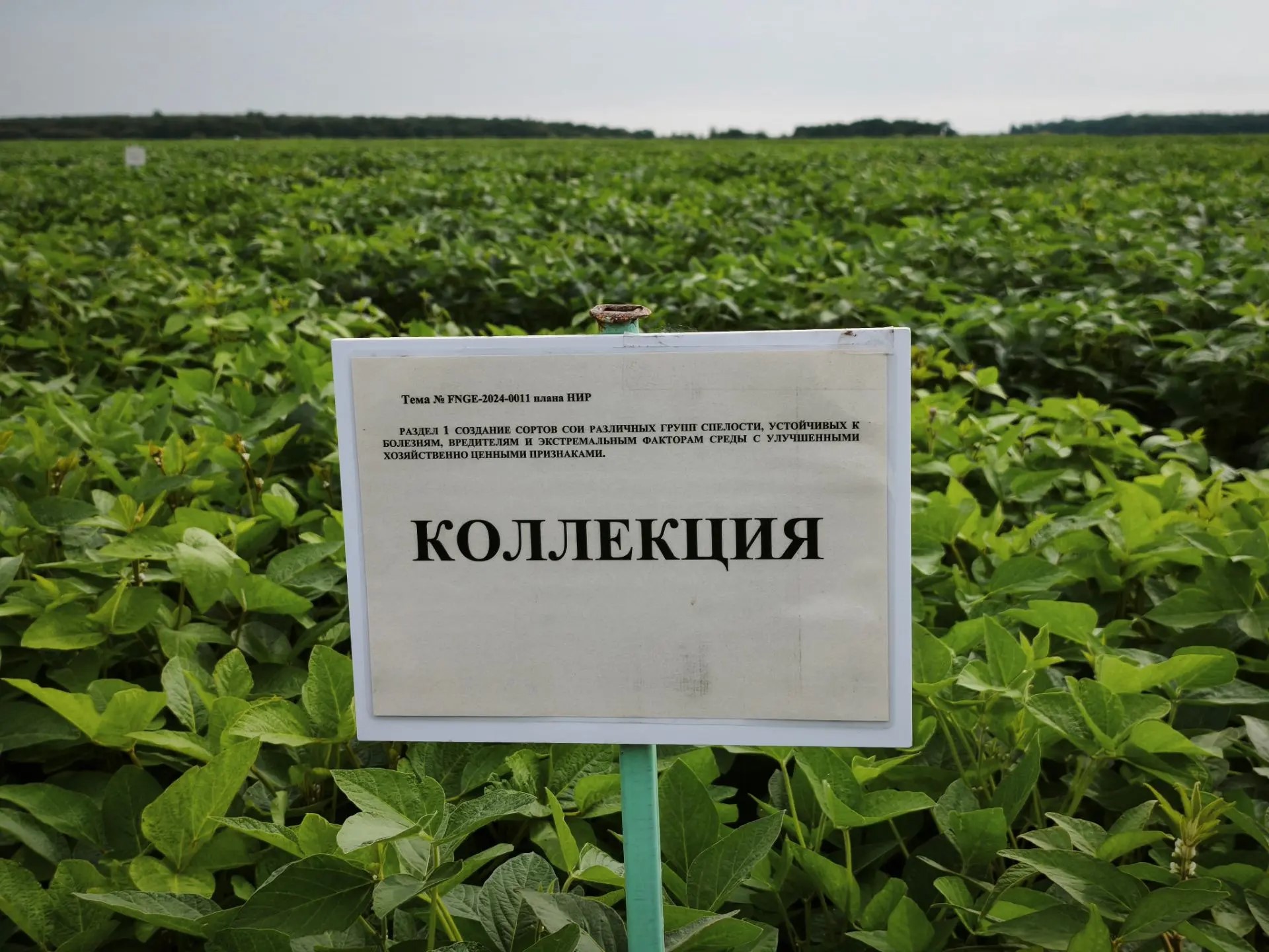 Промежуточный контроль. Во ВНИИ сои прошла приемка полевых опытов. 