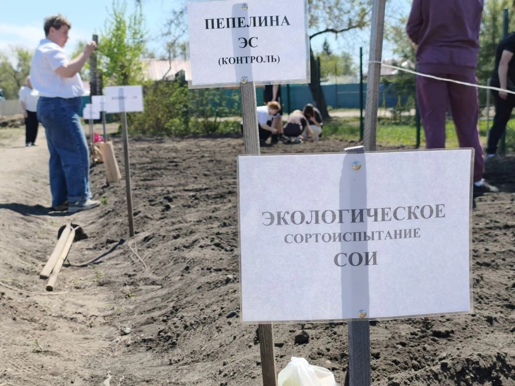 ВНИИ сои проводит совместное экологическое сортоиспытание с учащимися агрокласса Ивановской школы. Сегодня заложили опыт на пришкольном участке.
