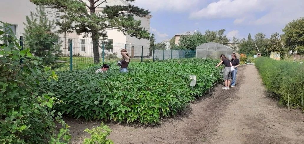 Соя-акселерат! На пришкольном участке в Ивановке эксперимент дал небывалый результат – некоторые сорта сои выросли на 20 см выше стандарта, а сорт Топаз выдал рекорд – 69 бобов на одном растении.